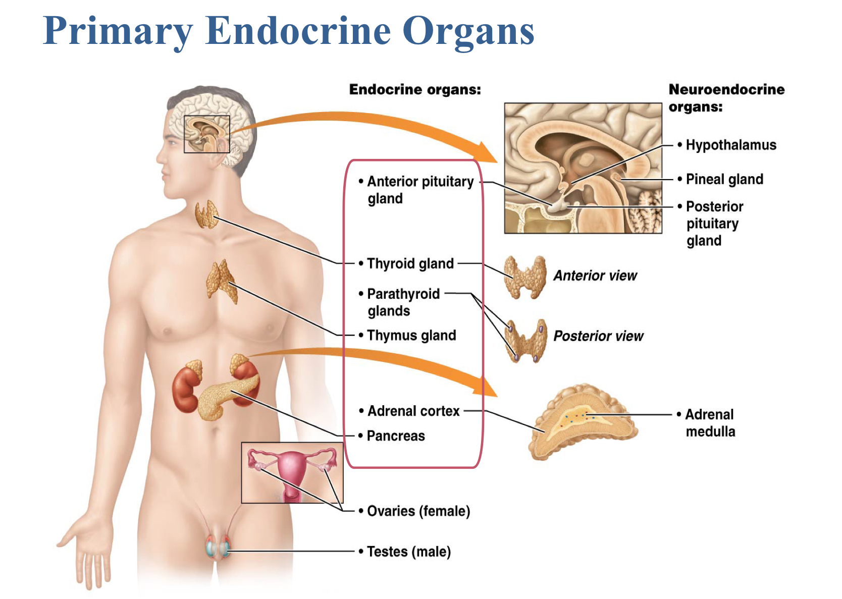 <ul><li><p>Anterior pituitary gland</p></li><li><p>Thyroid gland</p></li><li><p>Parathyroid gland</p></li><li><p>Adrenal cortex</p></li><li><p>Pancreas</p></li><li><p>Thymus</p></li></ul>
