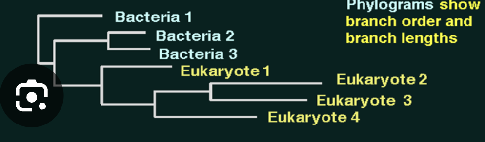 <p>shows branch order and branch lengths </p>