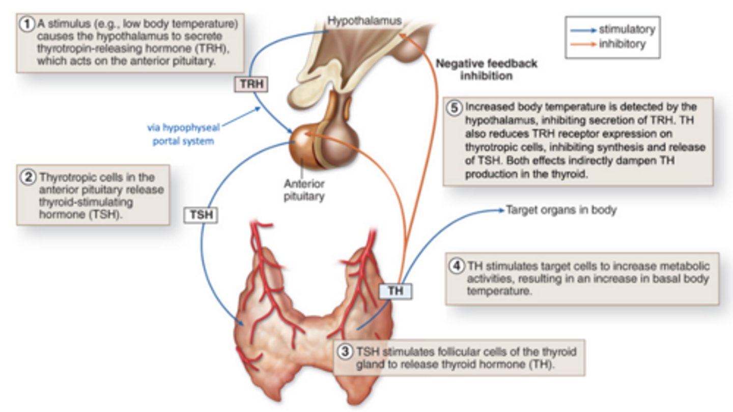 <p>thyroid hormone regulation and negative feedback loop:</p>