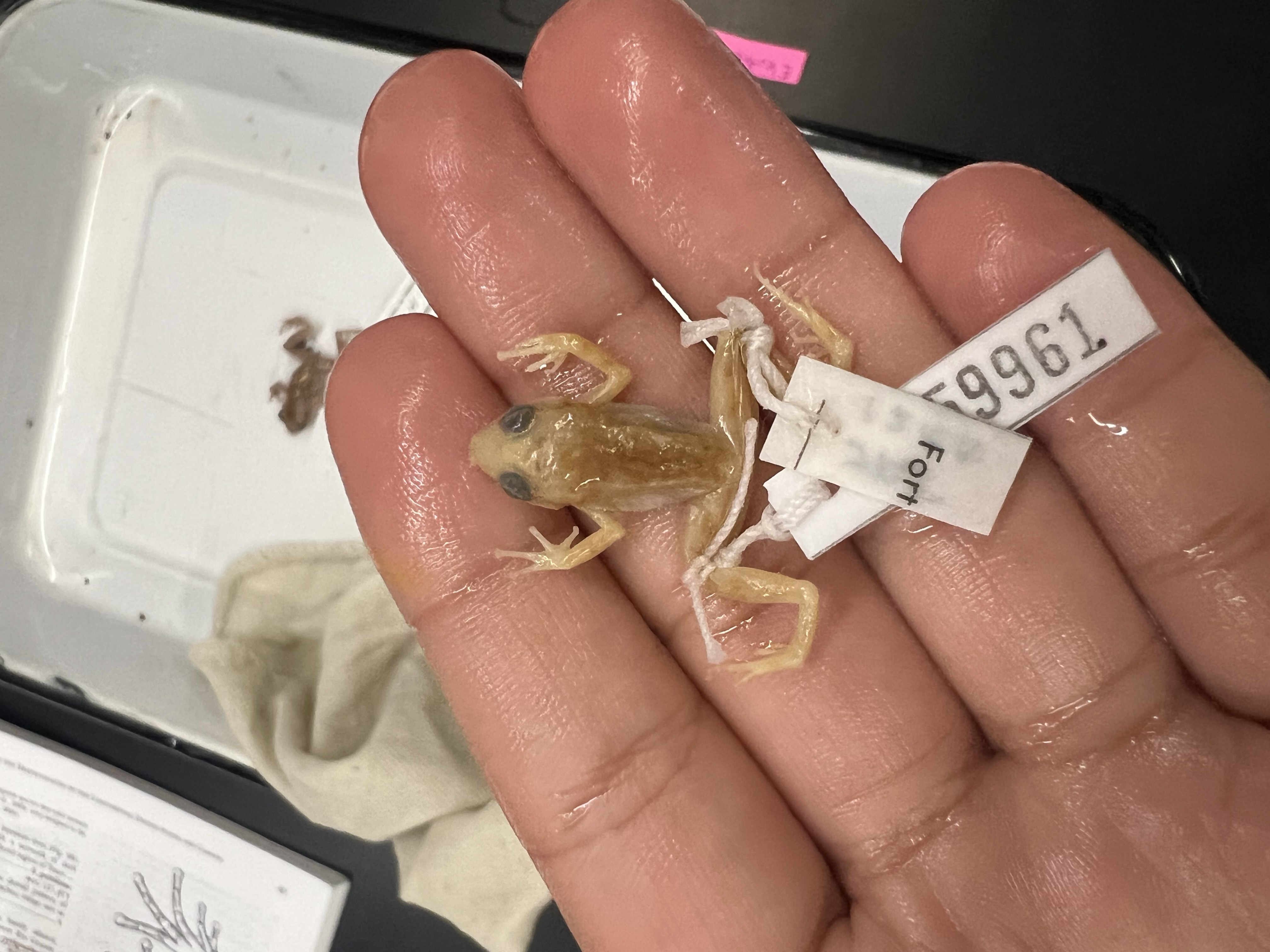 <p>What’s the <strong>family</strong> name?</p>