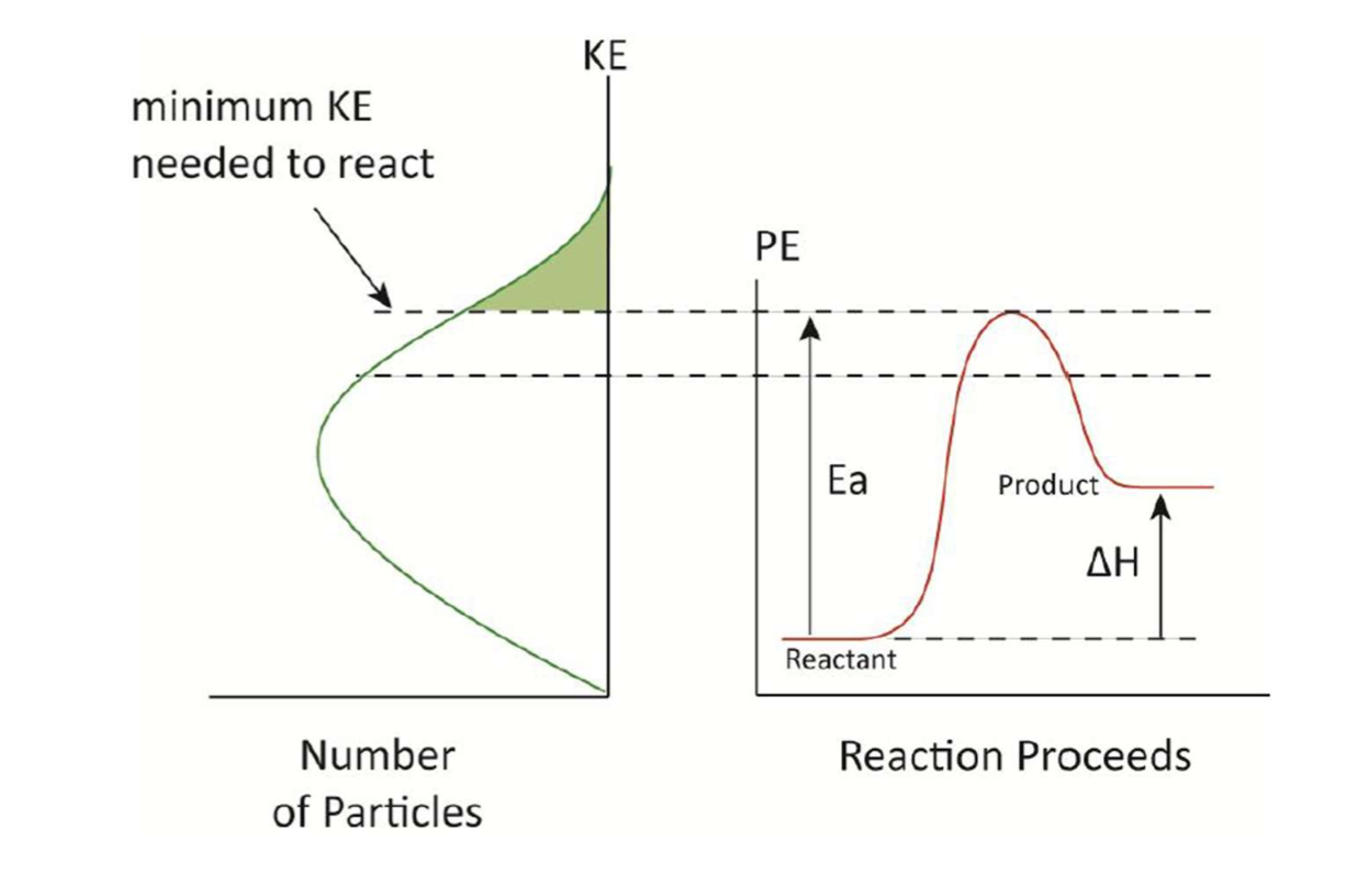 <p>Reversible reaction</p>
