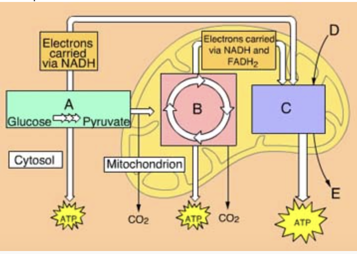<p>What process occurs in Box A?</p>