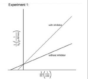 <p><strong>IClicker: </strong>In “Experiment 1,” an inhibitor is applied. The Lineweaver-Burk plot is below. What kind of inhibition is this, and what happens to V<sub>max</sub>?</p><p>(A) Competitive; V<sub>max</sub>&nbsp;increases</p><p>(B) Competitive; V<sub>max</sub>&nbsp;decreases</p><p>(C) Noncompetitive; no change in V<sub>max</sub></p><p>(D) Competitive; no change in V<sub>max</sub></p><p>(E) Noncompetitive; V<sub>max</sub>&nbsp;decreases</p>