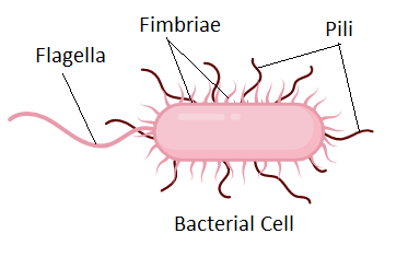 <ul><li><p>longer than fimbriae </p></li><li><p>used for <u>DNA</u> <u>transfer</u></p></li><li><p>1-2 per cell</p></li></ul><p></p>