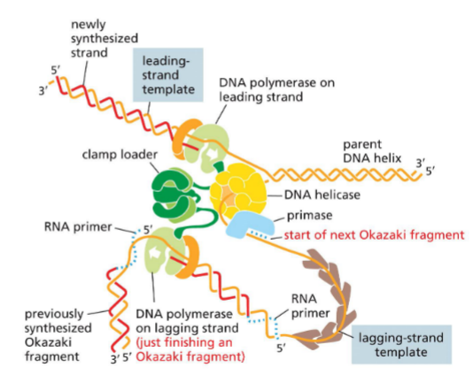 <p>Summary picture (bac replisome + primosome)</p>