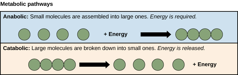 <p>Formation of macromolecules from monomers through condensation reactions </p><ul><li><p>Protein synthesis </p></li><li><p>Glycogen formation </p></li><li><p>Photosynthesis</p></li></ul><p></p>