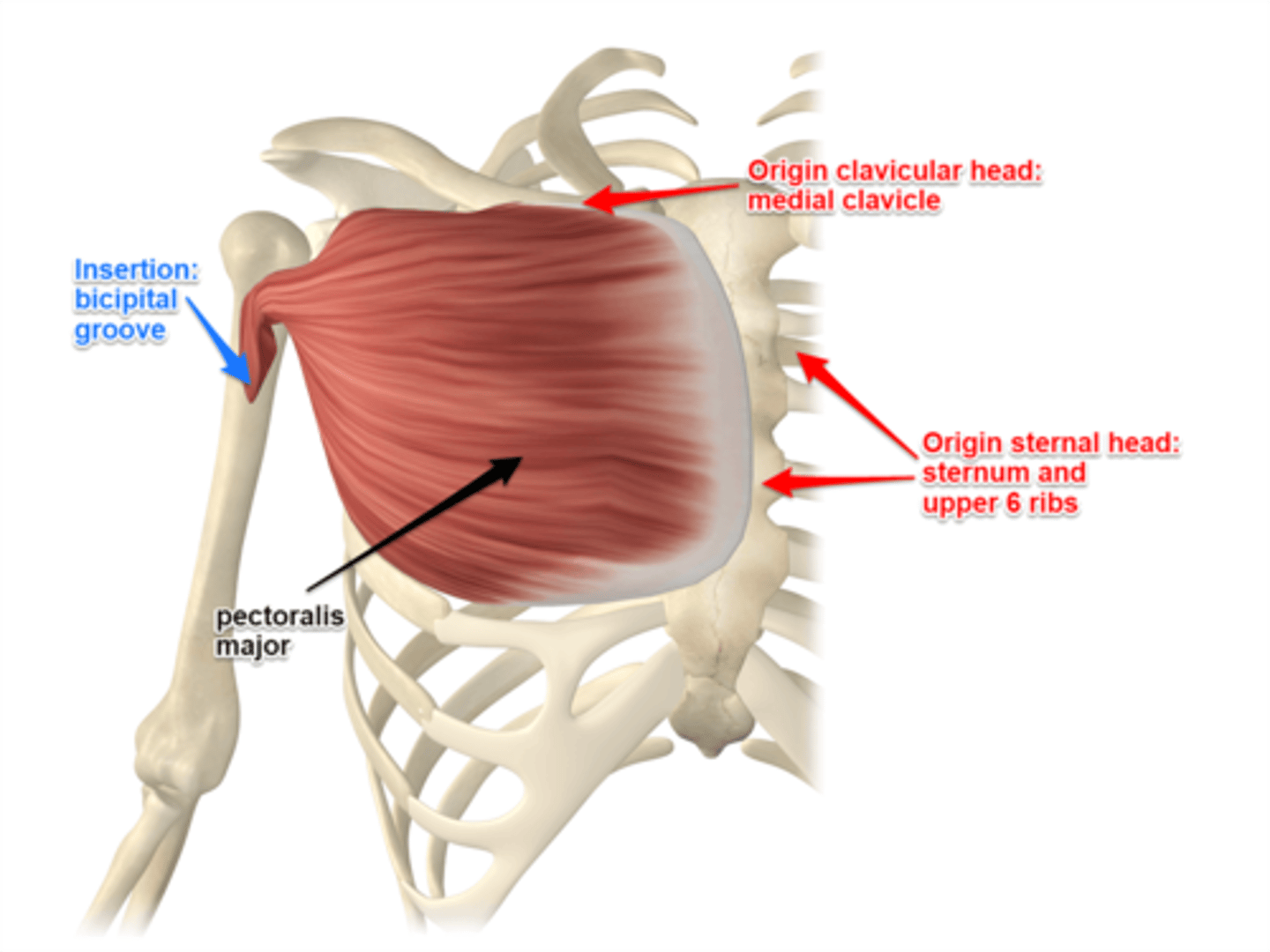 <p>Sternum and Clavicle</p>