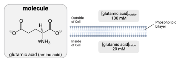 <p>Which statement is accurate?&nbsp;</p><ul><li><p><span>a. The molecule has charged or partially charged regions and cannot diffuse through a phospholipid bilayer.</span></p></li><li><p><span>b. The molecule has charged or partially charged regions and can diffuse through a phospholipid bilayer.&nbsp;&nbsp;</span></p></li><li><p><span>c. The molecule is uncharged and cannot diffuse through a phospholipid bilayer.&nbsp;&nbsp;</span></p></li><li><p><span>d. The molecule is uncharged and can diffuse through a phospholipid bilayer.</span></p></li></ul><p></p>