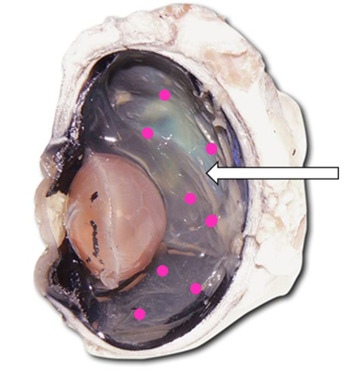 <p>name the structure</p>