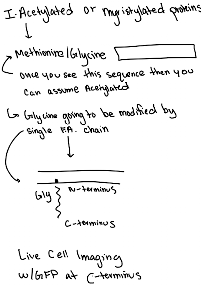 <ul><li><p>Modification at glycine/methionine</p></li><li><p>Anchors protein to cytoplasmic side</p></li><li><p>GFP must be fused to C-terminus to avoid blocking anchoring</p></li></ul><p></p>