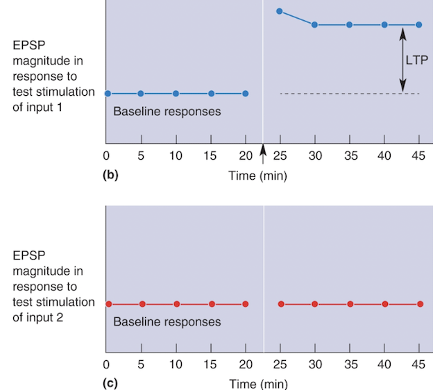 <ul><li><p>LTP are induced </p></li><li><p>Postsynaptic EPSPs are much greater than during baseline period</p></li></ul><p></p>