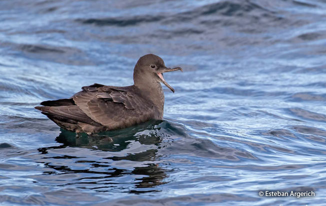 <p>Sooty Shearwater</p>
