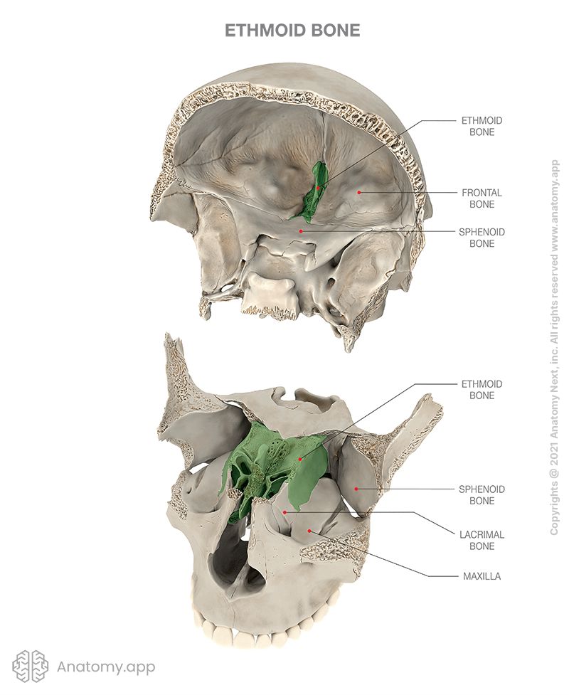 <p>An unpaired bone of the skull that contributes to the medial wall of the orbit and <strong>parts</strong> of the <strong>nasal cavity</strong>.</p><ul><li><p><strong>Cribriform Plate</strong> - A part of the ethmoid bone situated in the <strong>horizontal plane</strong>. It covers the ethmoidal notch of the frontal bone. The cribriform plate forms the <strong>roof</strong> of the <strong>nasal cavity</strong>.</p></li><li><p><strong>Olfactory Foramina</strong> - The cribriform plate of the ethmoid features <strong>small openings</strong>.</p></li></ul><p></p>