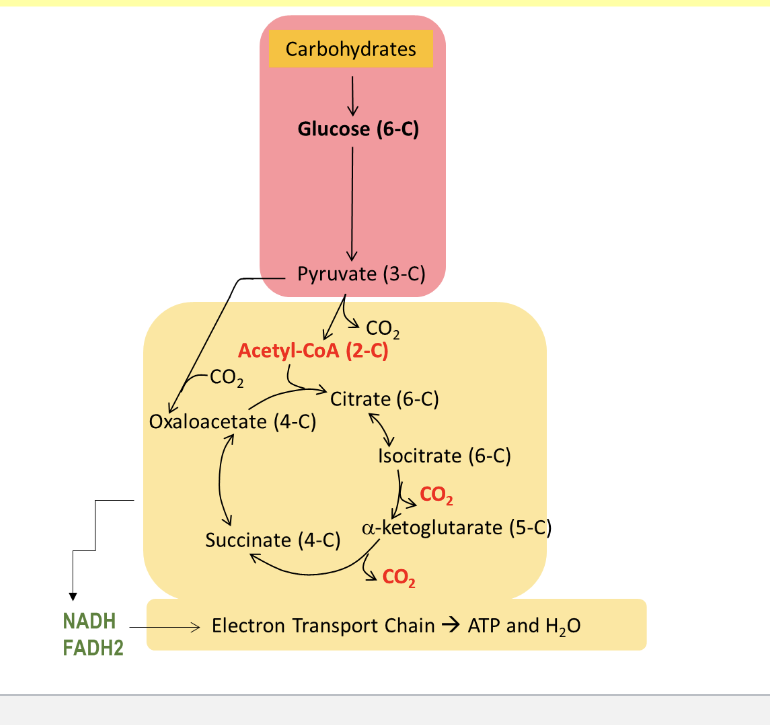 <p>carbs get converted to glucose and then to pyruvate where it enters the mitochondria and goes thru TCA cycle</p>