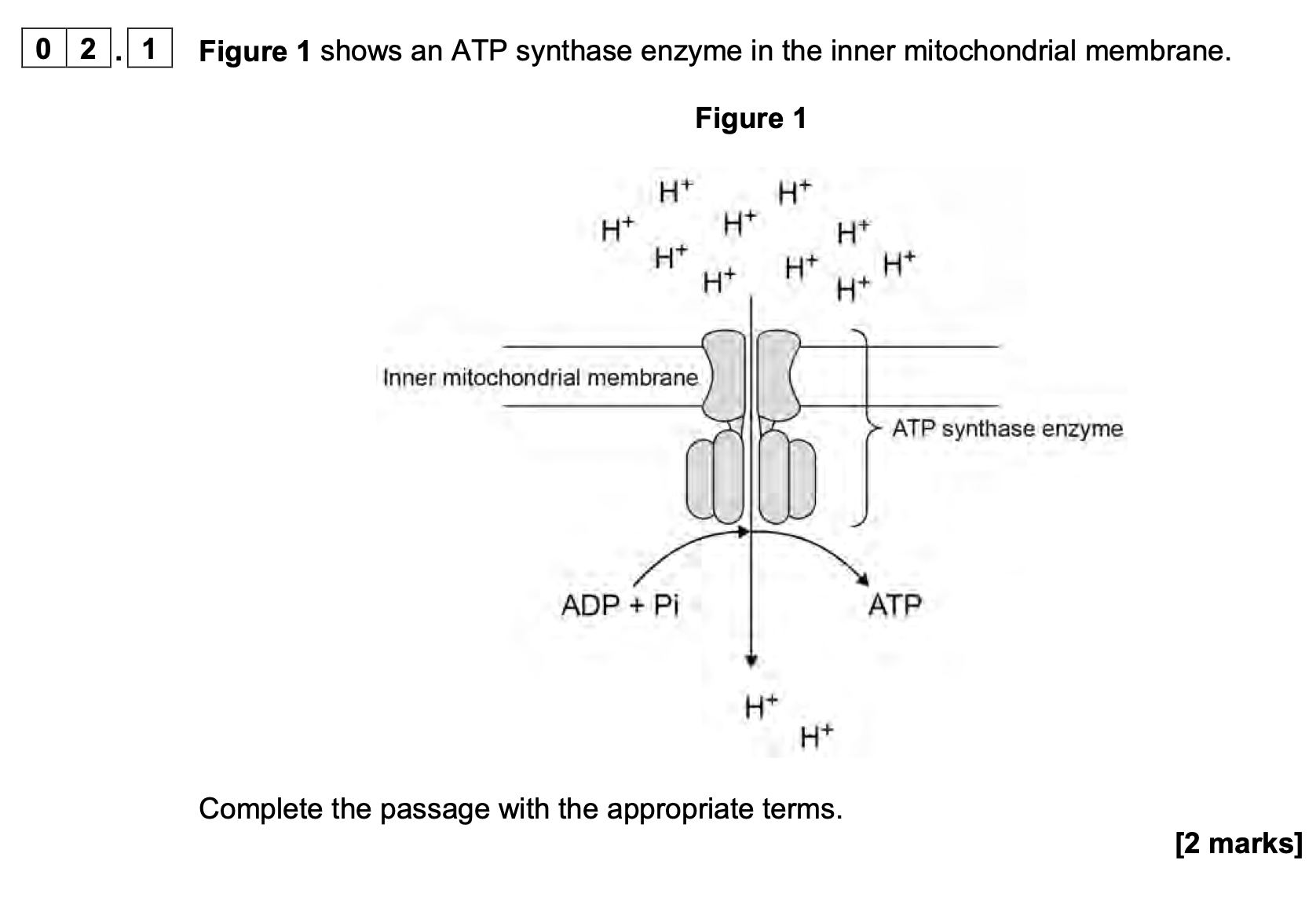 <p>As shown in <strong>Figure 1</strong>, ATP synthase has two functions.</p><p class="p1"><span>•</span> It catalyses the synthesis of ATP.</p><p class="p1"><span>•</span> It allows the movement of H<span>+</span> ions.</p><p class="p1">Suggest how the shape of the ATP synthase allows it to have these two functions.</p><p class="p1">Explain your answers.</p><p class="p1"><strong>[4 marks]</strong></p><p class="p1">Catalyses the synthesis of ATP:</p><p class="p1">Allows the movement of H<span>+</span> ions:</p>