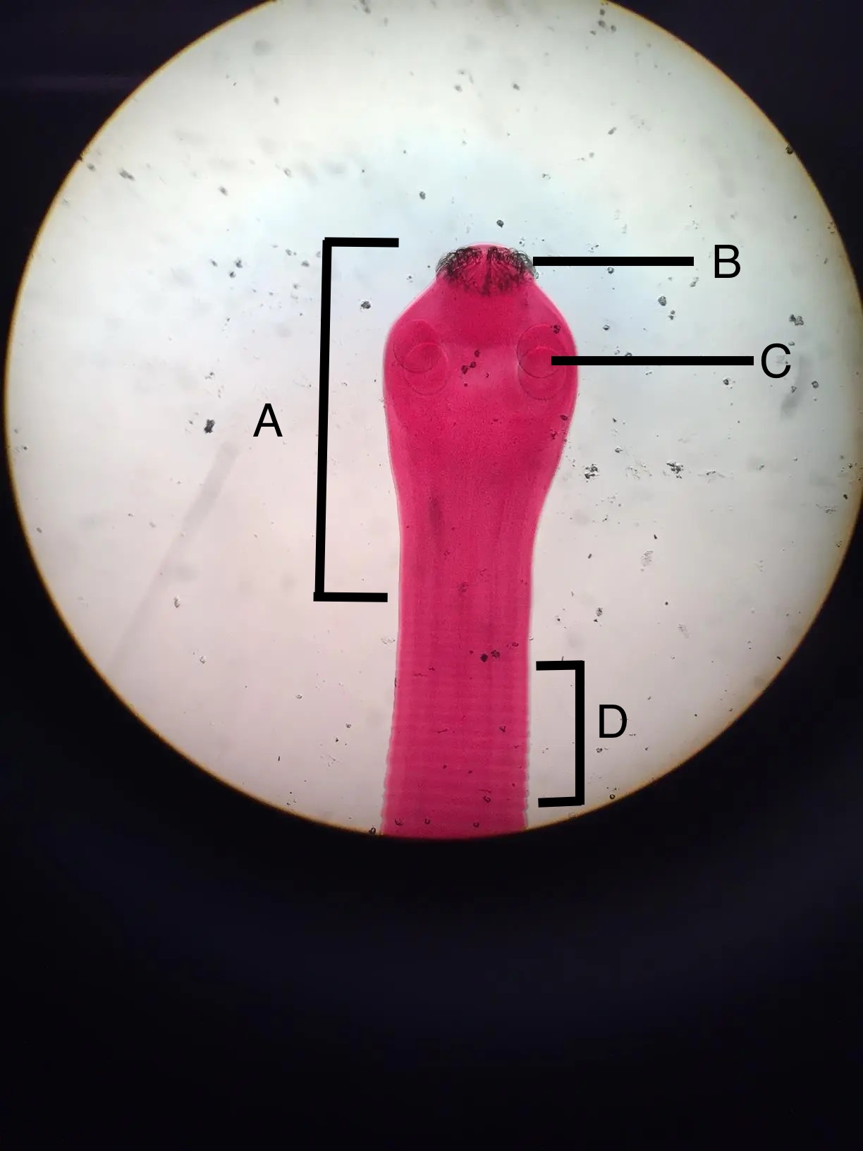 <p>Identify the structures in the photo</p>