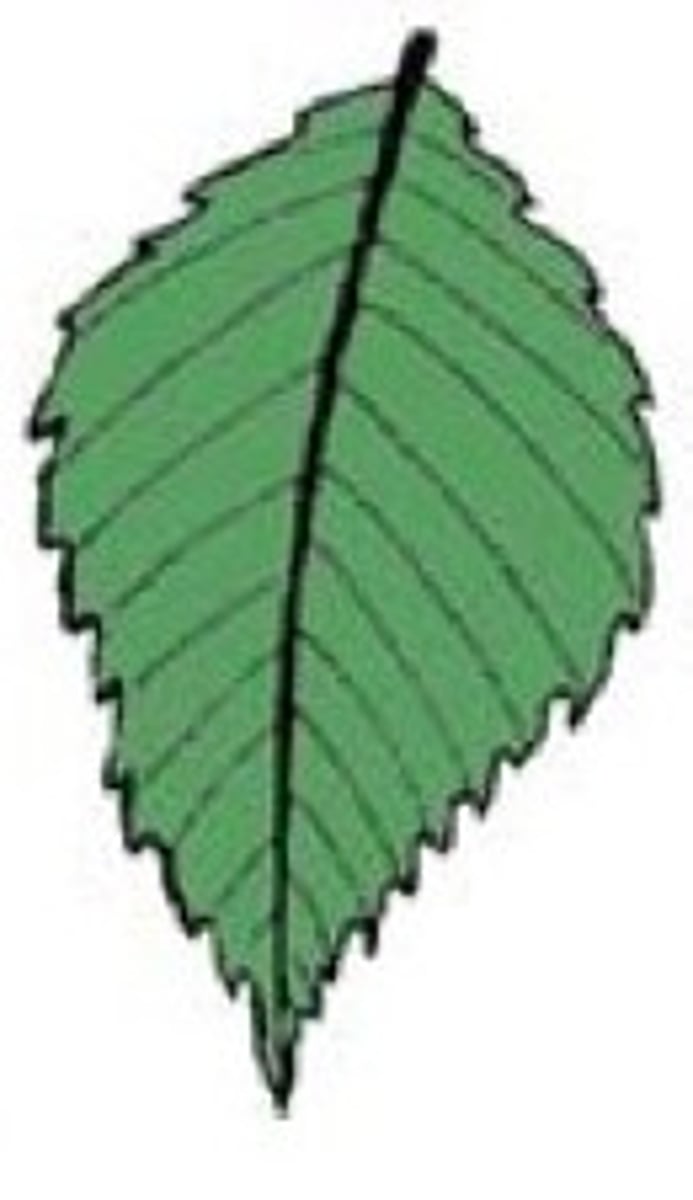 <p>Shape - Elliptocal</p><p>Margin - Serrate</p><p>Venation - Pinnate</p>