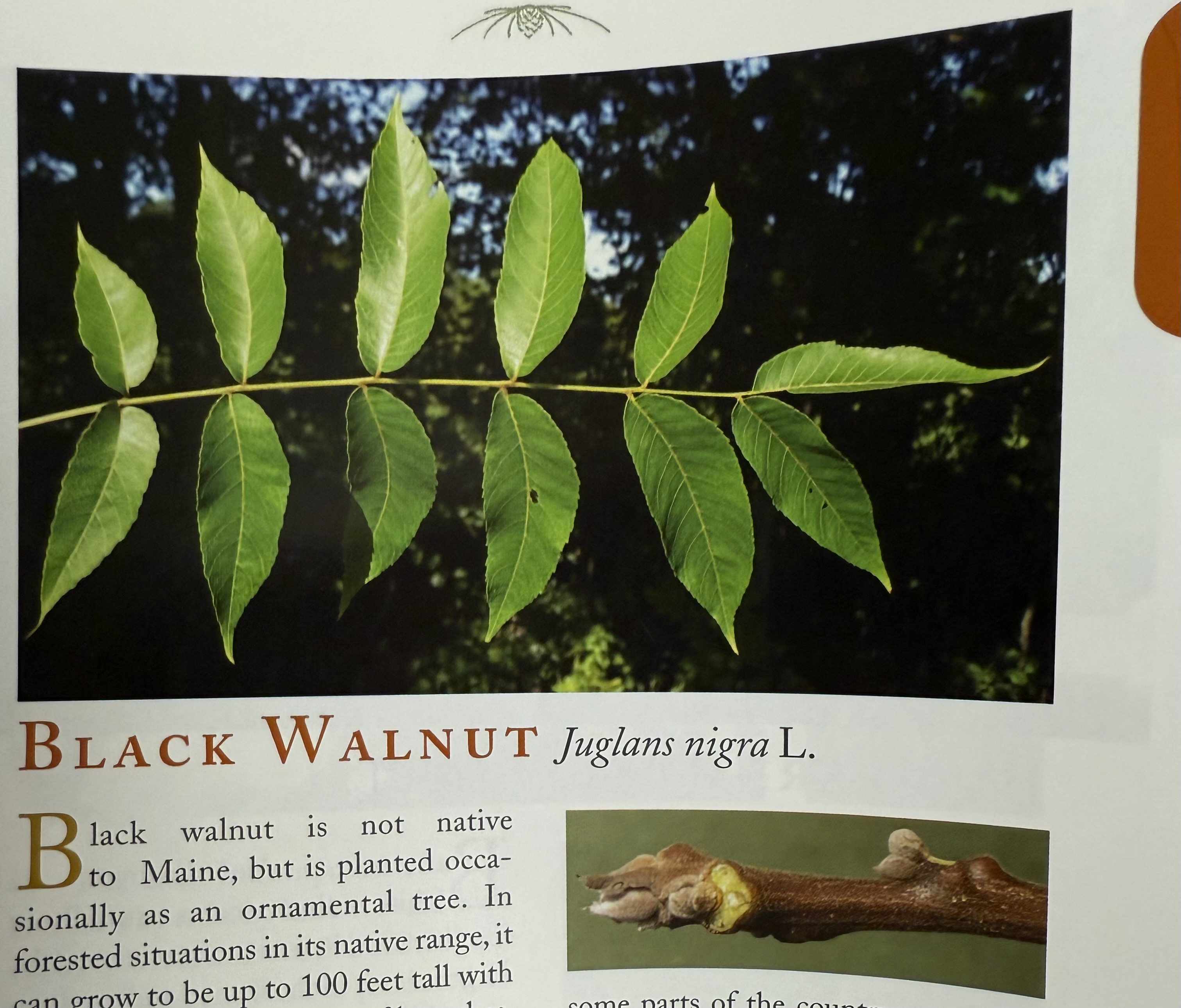 <p>Black Walnut</p>