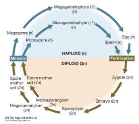 <p>Multiple types of spore - Megaspore (Female) and Microspore (Male)</p>