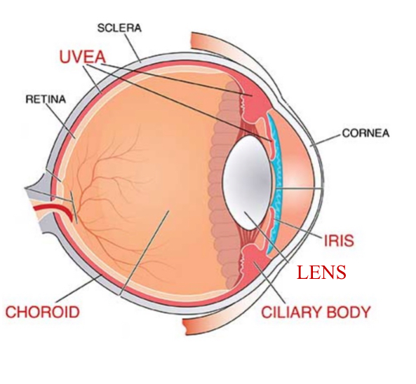 <p>The outer layer (cornea and sclera), which fuses with dura around the optic nerve and meet at the limbus </p><p></p><p>the middle layer (uvea) which is pigmented </p><p> the inner layer (retina).</p>