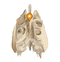 <p>perpendicular projection</p><p>anchors the falx cerebri</p>