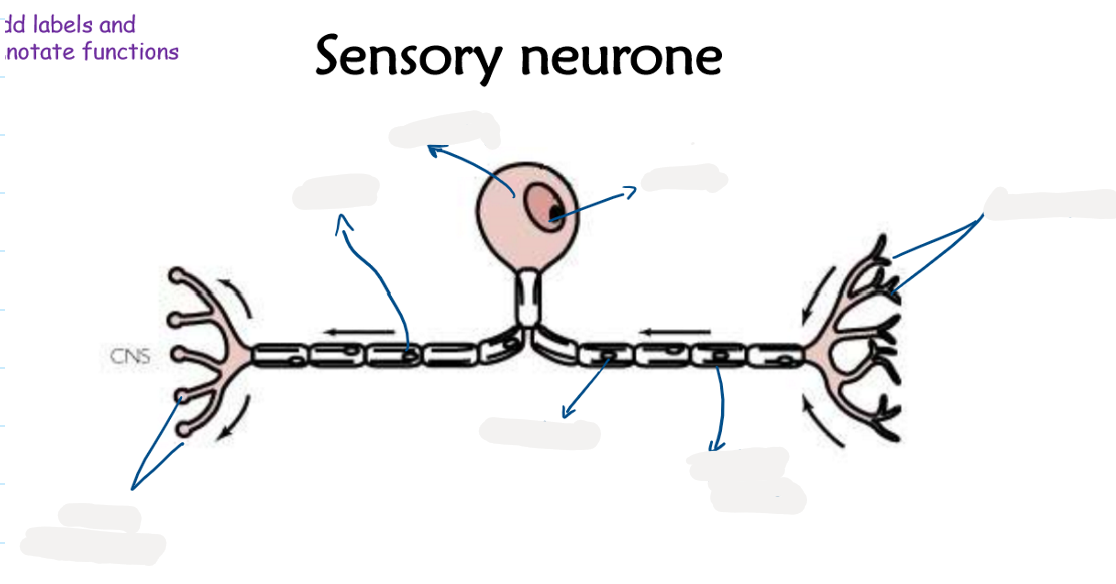 <p>2.13 Label this diagram of a sensory neurone</p>