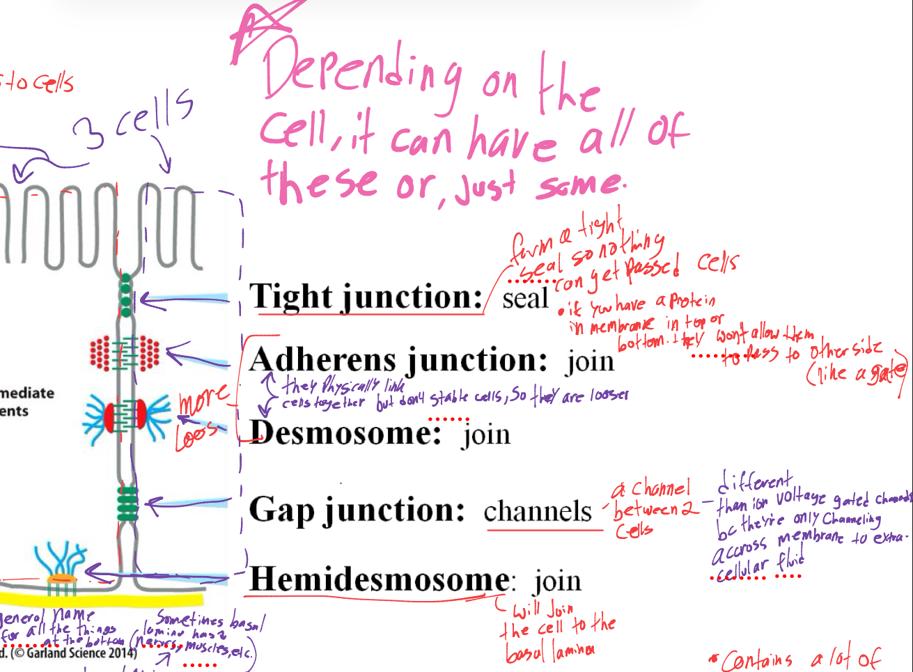 <ol><li><p>tight junctions- form a tight seal so nothing gets past junctions </p></li><li><p>adherens junction- physically link cells together </p></li><li><p>desmosome- also links cells together </p></li><li><p>gap junction- a channel between 2 cells (not the same as ion channels bc instead of channeling from cell to cytoplasm, its channeling cell to cell)</p></li><li><p>hemidesmosome- will join the cell to the basal lamina </p></li></ol><p></p>