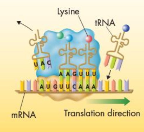 <p>Peptide bond</p>