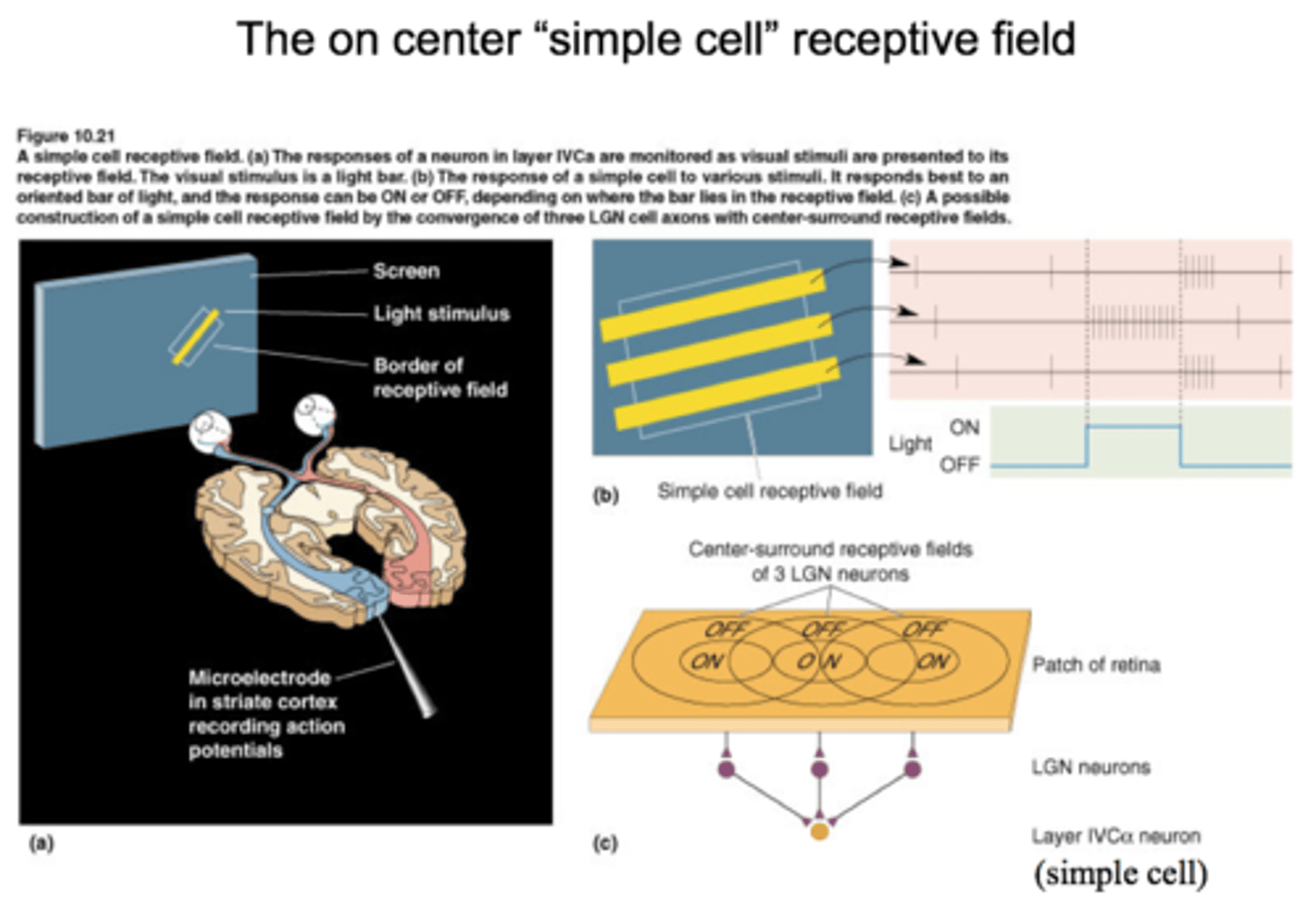 <p>They are believed to arise because these neurons receive highly organized patterns of input from neurons from the previous stage of processing. For example, a "simple cell" that specifically responds to a vertical bar of light is thought to receive inputs from a set of neurons each of which has a circular center-surround organization with the centers of the input neurons' receptive fields being aligned vertically with each other.<br>See Figure 10.23.</p>