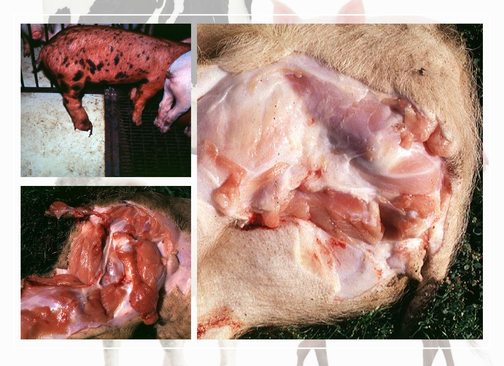 <ul><li><p>Aqueous - Little tissue irritation.</p></li><li><p>PPG Carriers - Very Irritating</p><ul><li><p>Painful at injection site</p></li><li><p>swollen tissue</p></li><li><p>complication= abscess =/- scar</p></li></ul></li><li><p>ex in pic pigs lost sciatic nerve due to damage from injection to sciatic nerve </p></li></ul><p></p>