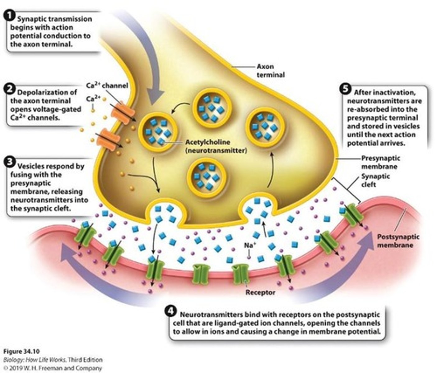 <p>It triggers the release of neurotransmitters to transmit information to a postsynaptic neuron.</p>