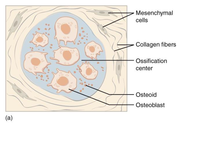 <p>Mesenchymal cells → Osteoprogenitor cells</p><p>Osteoprogenitor cells → Osteoblasts</p><p>Ossification center</p><p>Secrete Osteoid</p>