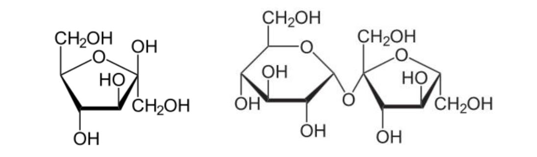 Fructose (left) and Sucrose (disaccharide, right). Notice that sucrose (table sugar) is made of one glucose and one fructose joined together.