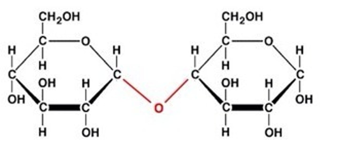 <p>A molecule formed by joining TWO monosaccharides through dehydration synthesis.</p><p>Ex. Sucrose (table sugar), and Lactose.</p>
