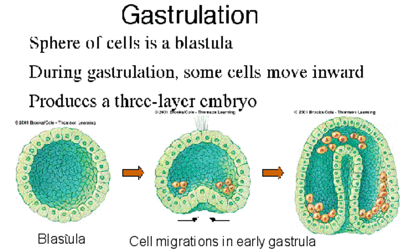 <p>The process by which a blastula develops into a gastrula with the formation of three embryonic layers</p><p>- when the 2-layered embryo folds in on itself to create 3 germ layers: ectoderm, mesoderm and endoderm</p><p>- each layer will differentiate and create specialized cells due to different genes in the DNA being turned "on and off"</p>