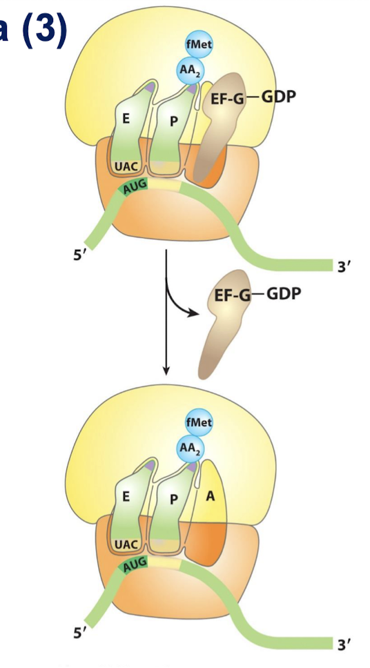 <p>The peptide chain remains in the P site on the 50S subunit throughout this cycle, growing into the exit tunnel.</p>