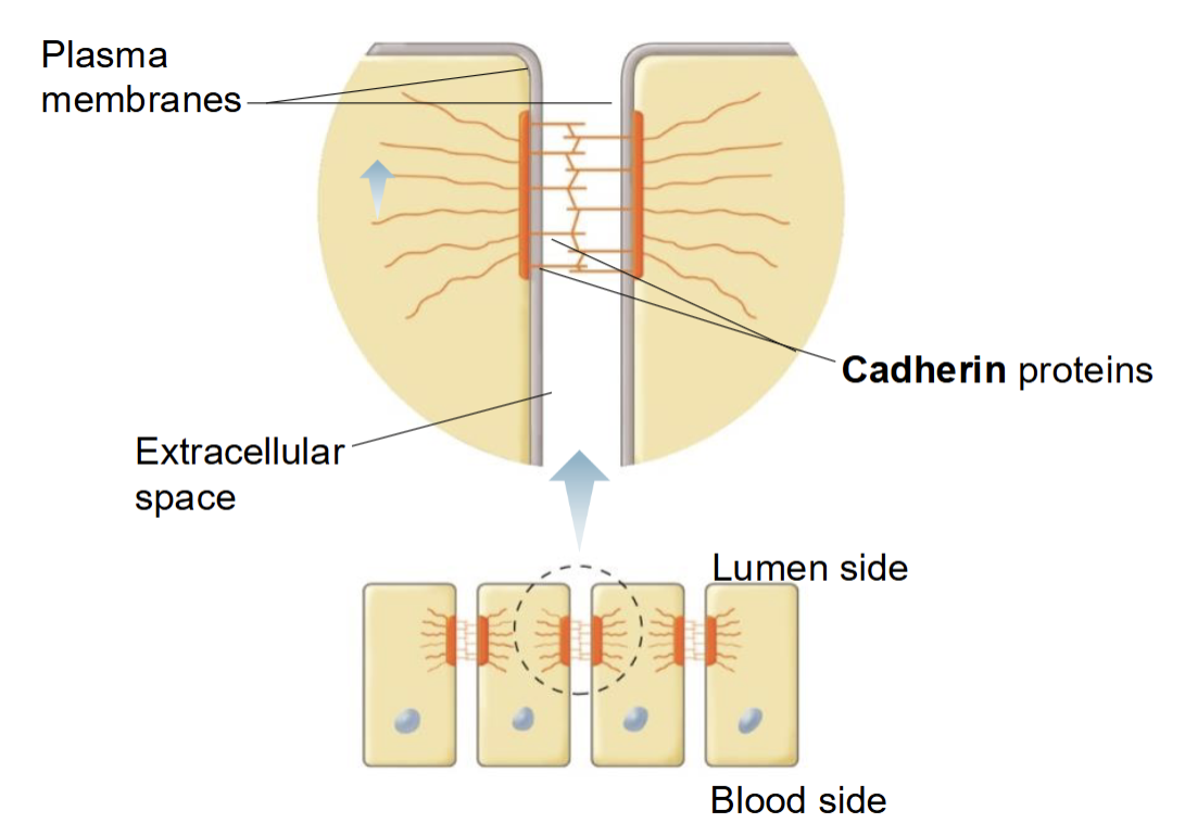 <p><span style="background-color: transparent;"><span>Dense plaques (accumulated proteins), Cadherin proteins join plasma membranes of adjacent cells together, found in tissue subject to considerable stretching</span></span></p>