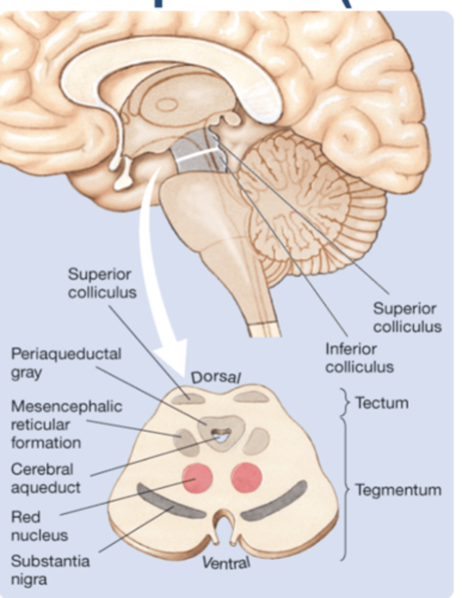 <p>→ Inferior Colliculi (auditory)</p><p>→ Superior Colliculi (visual+motor skills)</p><p>Mesencephalon</p>