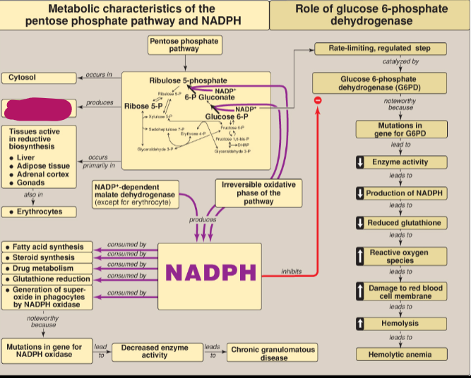 <p>What does ribose 5-P produce?</p>