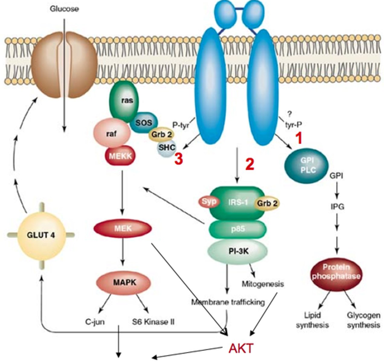 <p>transmembrane protein that is a kinase (enzyme that adds phosphate groups to a protein)</p>