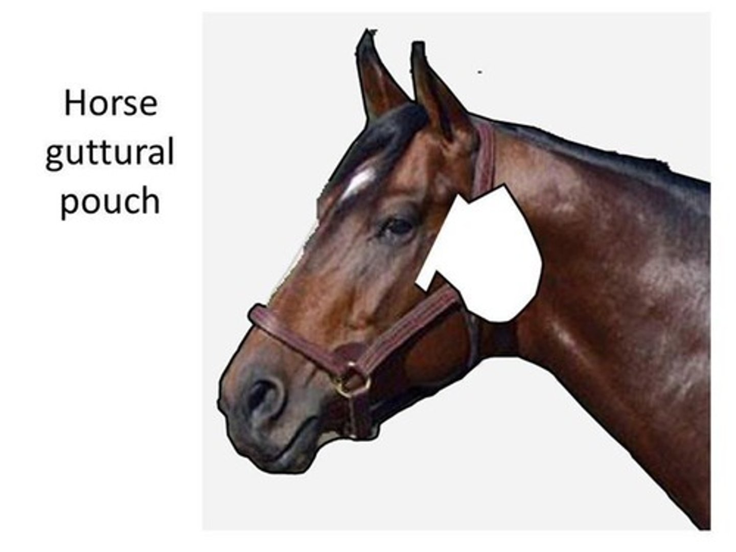 <p>What are the large, diverticula of the auditory-tube found in the horse?</p>