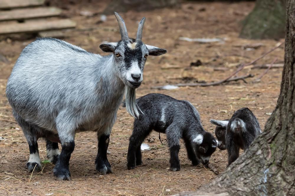 miniature meat breed, short and stocky, popular companion animal