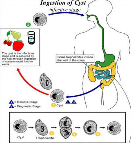 knowt flashcard image