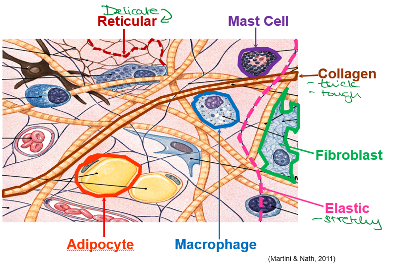 <ul><li><p>fibroblasts; main cell type that synthesises the extracellular matrix </p></li></ul><p>other cell types:</p><ul><li><p>adipocytes</p></li><li><p>macrophages</p></li><li><p>mast cells</p></li></ul>