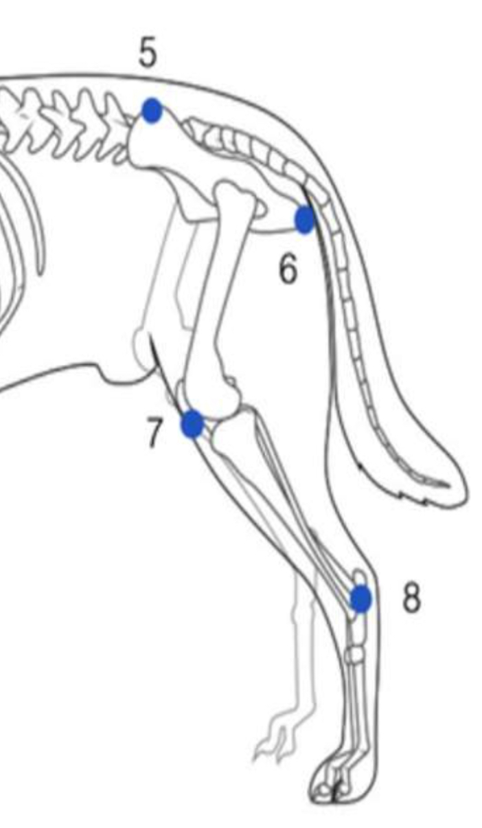 <p>Identify the hindlimb joints indicated by numbers 7 &amp; 8 respectively.</p>