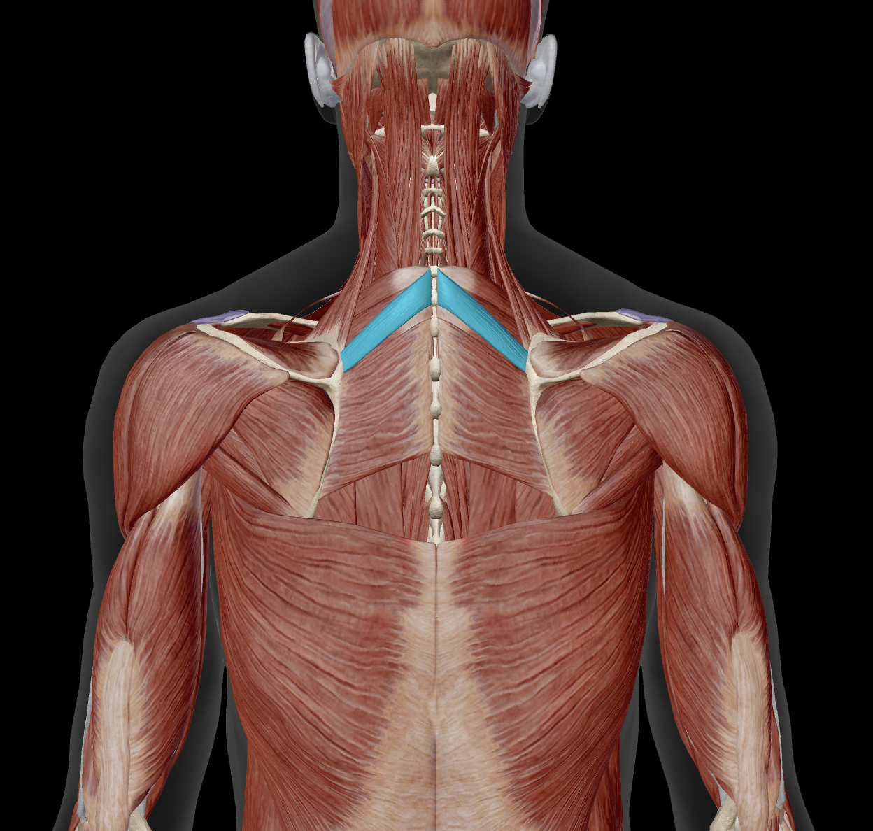 <p>distal attachemnt?</p>