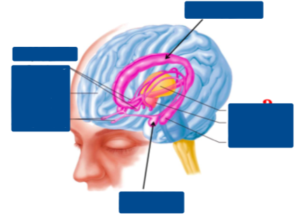 <p>Describe the image (Major structures of the limbic system)</p>