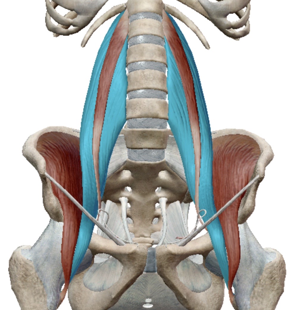 <p>Identify this muscle</p>