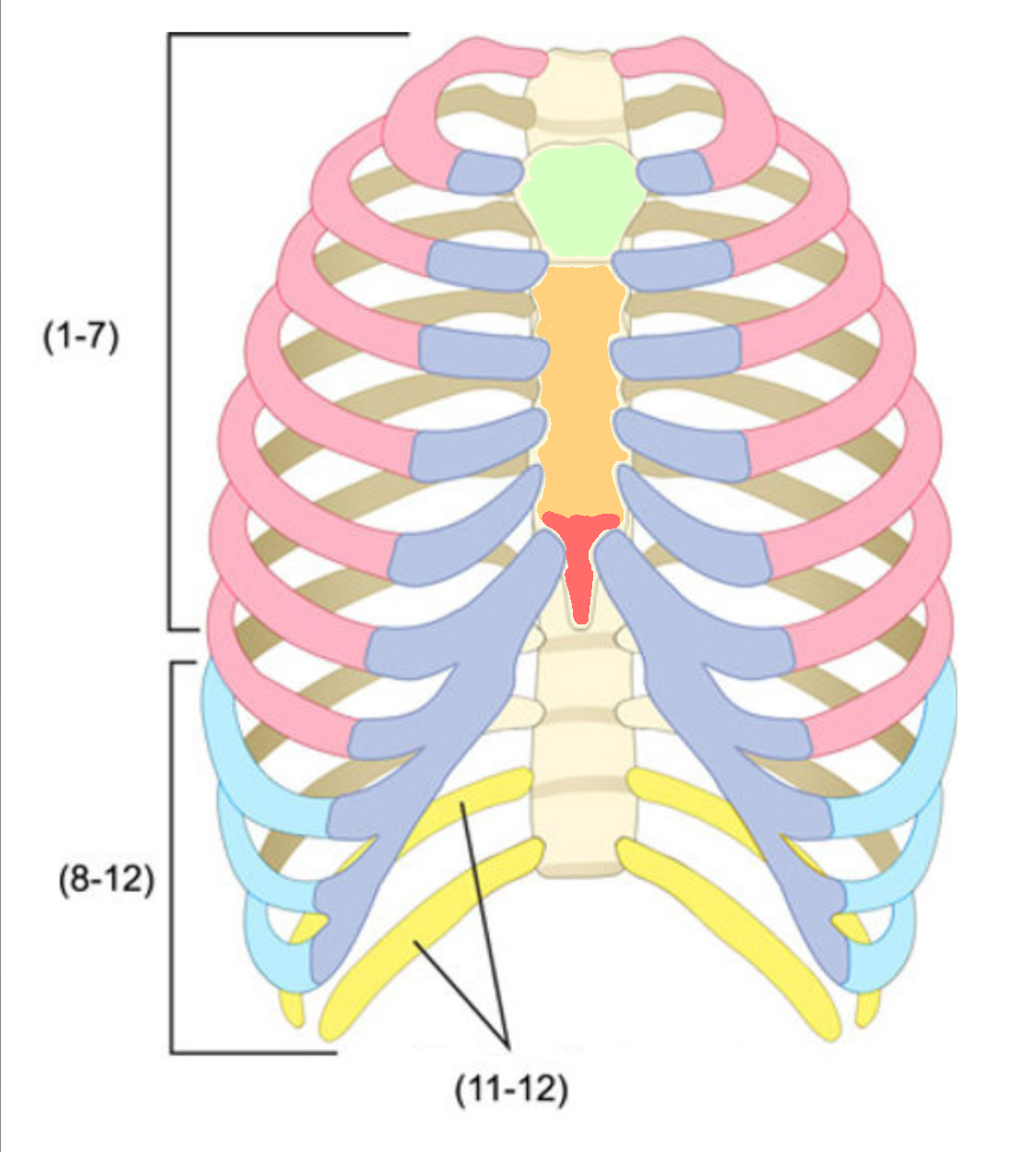 <p>What color is the <strong>body</strong> of the sternum</p>