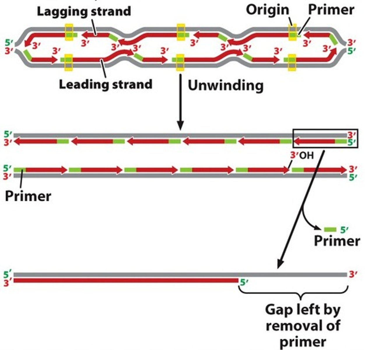 <p>- a gap left by removal of primer</p><p>- gap cannot be filled because there is no 3' template to accommodate a primer</p><p>- results in the shortening of the chromosome with every round of DNA replication and cell division</p>